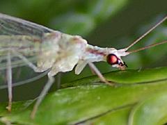 Green Lacewing